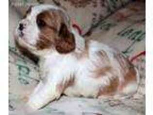 Cavalier King Charles Spaniel Puppy for sale in Viola, AR, USA