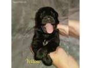 German Shepherd Dog Puppy for sale in Vinita, OK, USA