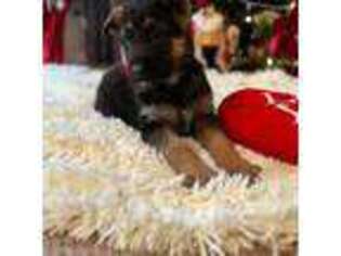 German Shepherd Dog Puppy for sale in Auburn, WA, USA