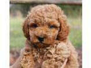 Goldendoodle Puppy for sale in Russellville, AR, USA