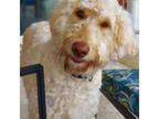 Goldendoodle Puppy for sale in Killeen, TX, USA