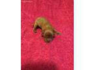 Cavalier King Charles Spaniel Puppy for sale in Allegan, MI, USA