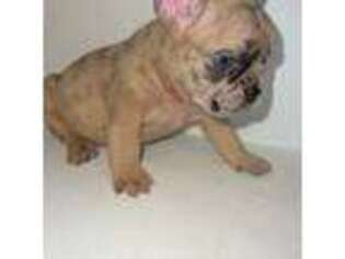 French Bulldog Puppy for sale in Upper Darby, PA, USA