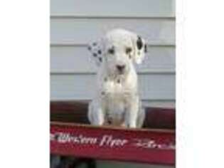 Dalmatian Puppy for sale in Barnett, MO, USA