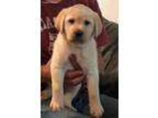 Labrador Retriever Puppy for sale in Conroe, TX, USA