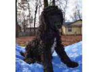 Mutt Puppy for sale in Malvern, AR, USA
