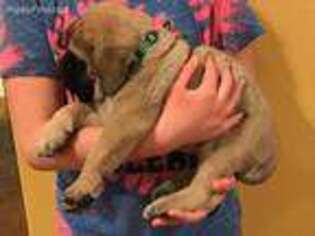 Mastiff Puppy for sale in Iberia, MO, USA