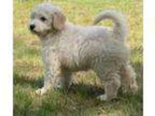 Goldendoodle Puppy for sale in Rowley, MA, USA
