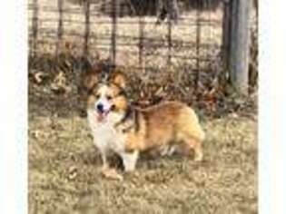 Pembroke Welsh Corgi Puppy for sale in Muscatine, IA, USA