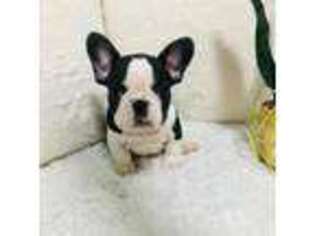 French Bulldog Puppy for sale in Mahopac, NY, USA