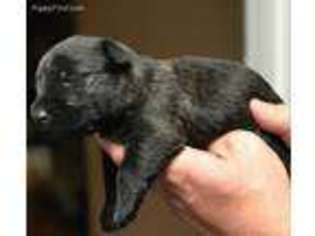 Scottish Terrier Puppy for sale in Del Norte, CO, USA