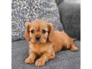 Cavalier King Charles Spaniel Puppy for sale in Zephyrhills, FL, USA