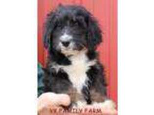 Goldendoodle Puppy for sale in Martinsville, IN, USA