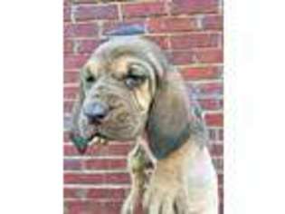 Bloodhound Puppy for sale in Grant, AL, USA