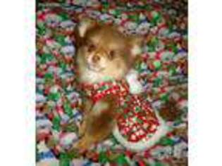Pomeranian Puppy for sale in Fremont, OH, USA