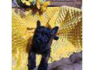 Cairn Terrier Puppy for sale in Savannah, MO, USA