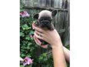 French Bulldog Puppy for sale in Allen Park, MI, USA