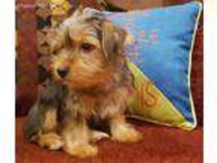 Yorkshire Terrier Puppy for sale in Center Ridge, AR, USA