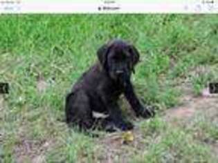 Mastiff Puppy for sale in Colorado Springs, CO, USA