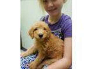Labradoodle Puppy for sale in Lecanto, FL, USA