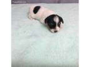 Yorkshire Terrier Puppy for sale in Emden, IL, USA