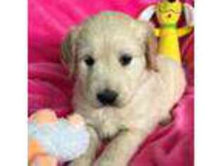 Golden Retriever Puppy for sale in Canon City, CO, USA