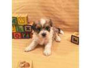 Havanese Puppy for sale in Washburn, MO, USA