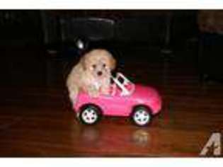 Mutt Puppy for sale in Lynnwood, WA, USA