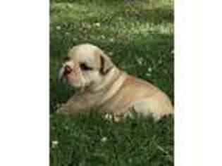 Bulldog Puppy for sale in Whiteville, TN, USA