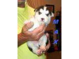 Siberian Husky Puppy for sale in Rapid City, SD, USA
