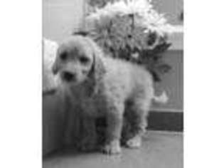 French Bulldog Puppy for sale in Monon, IN, USA