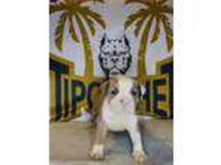Mutt Puppy for sale in Brownsville, TX, USA