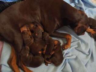Doberman Pinscher Puppy for sale in Doniphan, MO, USA