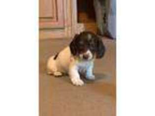 Dachshund Puppy for sale in Aiken, SC, USA