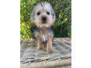 Silky Terrier Puppy for sale in Lafayette, IN, USA