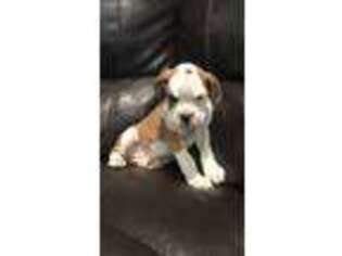Boxer Puppy for sale in Alamosa, CO, USA