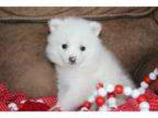 American Eskimo Dog Puppy for sale in Alamosa, CO, USA