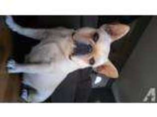 French Bulldog Puppy for sale in RICHMOND, CA, USA