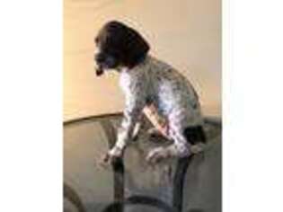 German Shorthaired Pointer Puppy for sale in Round Rock, TX, USA