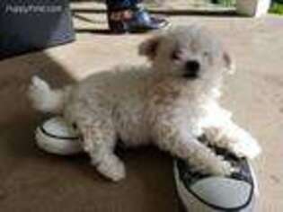 Bichon Frise Puppy for sale in Dayton, OR, USA