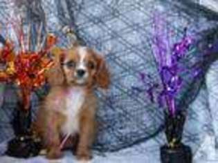 Cavalier King Charles Spaniel Puppy for sale in BONNIEVILLE, KY, USA