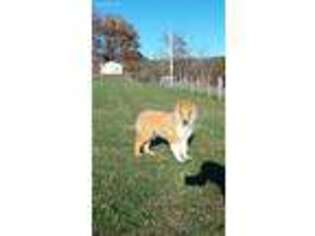 Collie Puppy for sale in Alderson, WV, USA