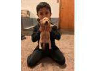 Golden Retriever Puppy for sale in Milton, PA, USA