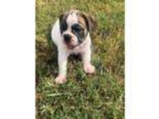 Olde English Bulldogge Puppy for sale in Dallas, TX, USA