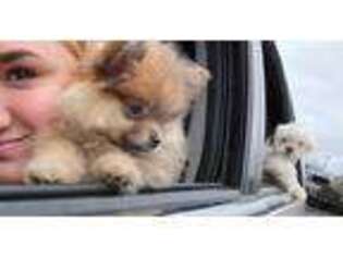 Pomeranian Puppy for sale in Hiram, GA, USA