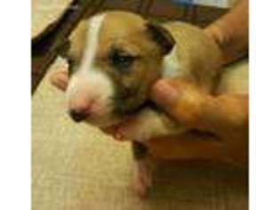 Bull Terrier Puppy for sale in Cedar Park, TX, USA