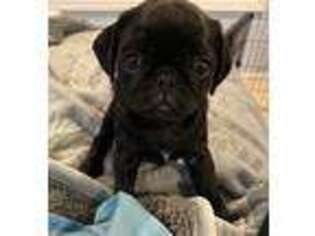 Frenchie Pug Puppy for sale in Ludington, MI, USA