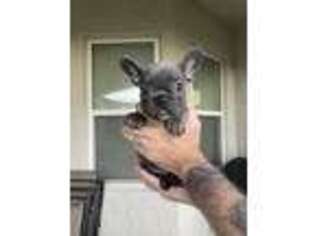 French Bulldog Puppy for sale in Windermere, FL, USA