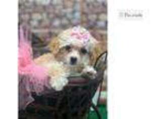Mutt Puppy for sale in Fort Smith, AR, USA