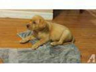 Labrador Retriever Puppy for sale in DUNNELLON, FL, USA